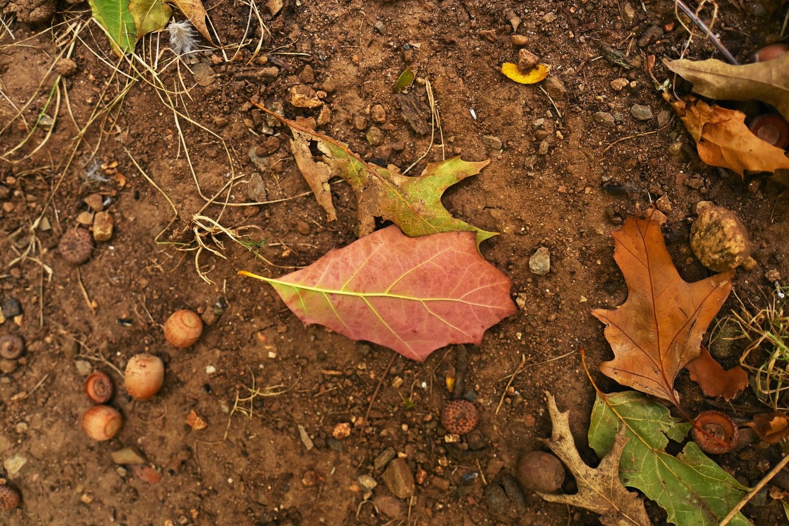 a leaf laying on the ground next to nuts